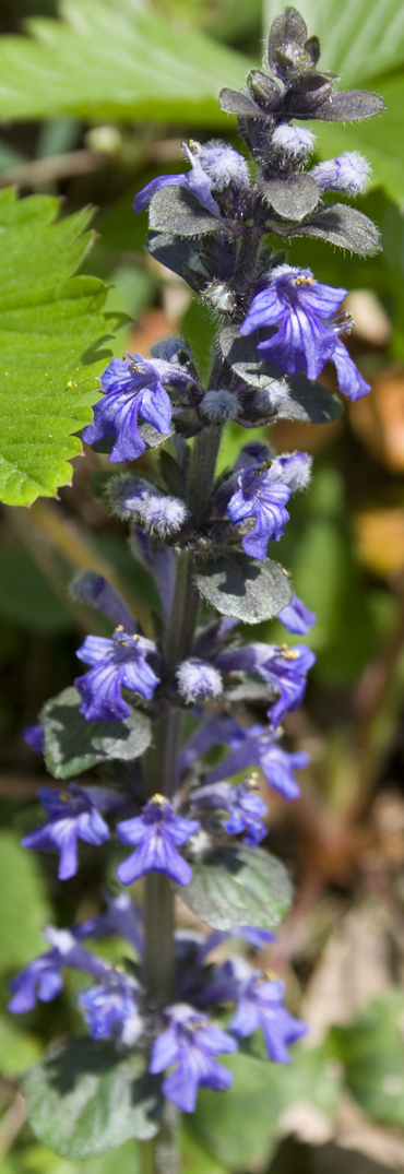 Ajuga reptans